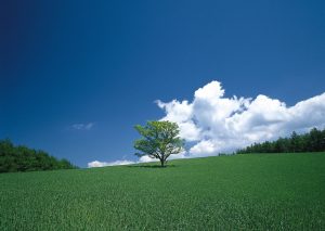 関西エコミラクル ロゴ